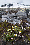 BB 12 0579 / Ranunculus glacialis / Issoleie